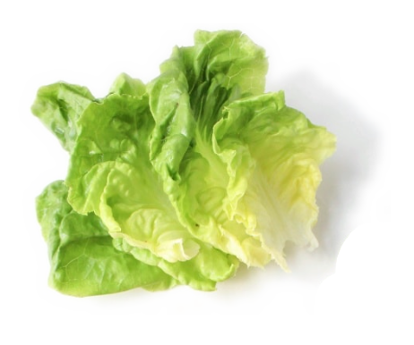 Lettuce